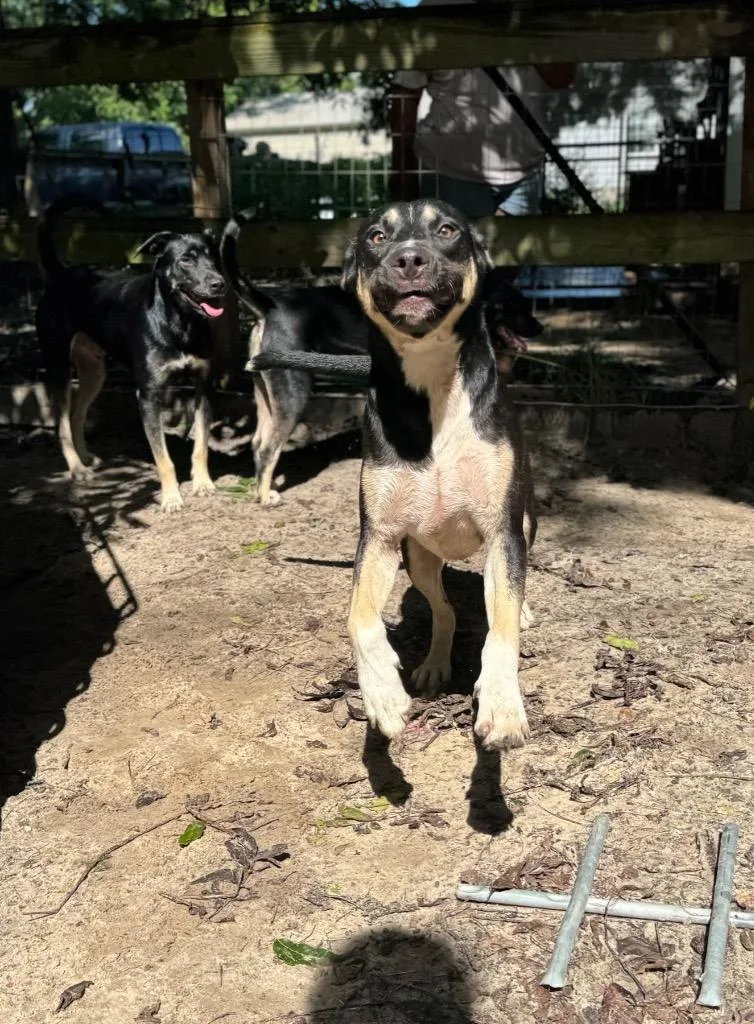 Linus Vanpelt thumbnail 4