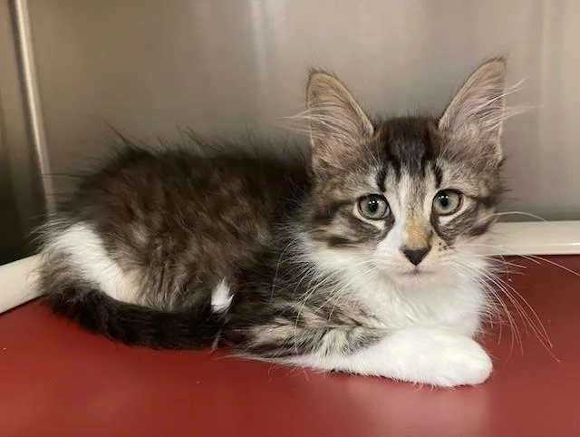 A young medium-sized male Tabby (Brown / Chocolate) Domestic Long Hair cat named Hamlet for adoption in Prudenville, MI