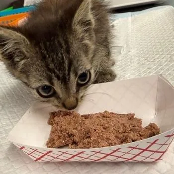 A baby small-sized female Brown / Chocolate Domestic Short Hair cat named Moka for adoption in Spokane, WA