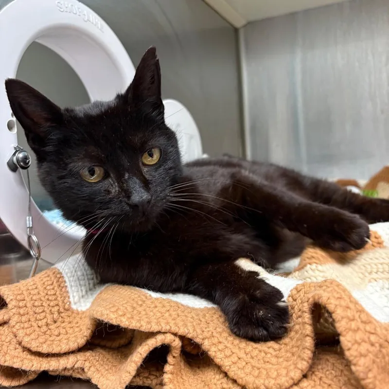 An adult medium-sized female Black Domestic Short Hair cat named Gladys for adoption in Fairport, NY