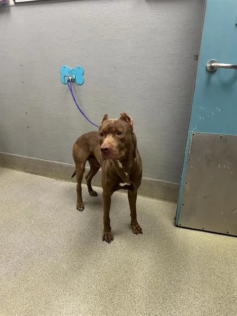 An adult large-sized male Pit Bull Terrier dog named Thrilla for adoption in Las Vegas, NV