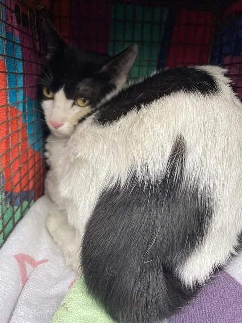 A young medium-sized male Domestic Short Hair cat named Tonroy for adoption in Long Beach, CA