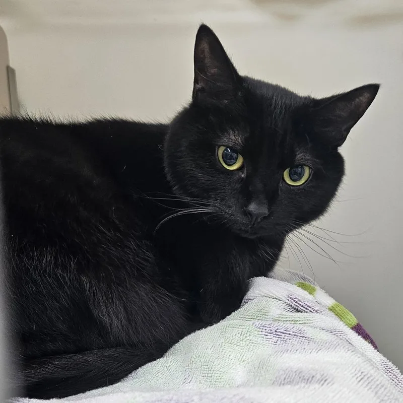 An adult large-sized female Black Domestic Short Hair cat named Blacky Kentucky for adoption in Ridgely, MD