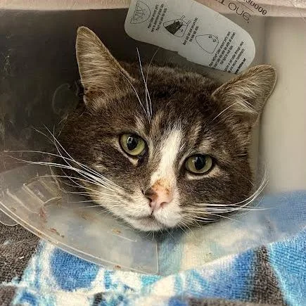 An adult large-sized male Gray / Blue / Silver Domestic Short Hair cat named Howard Wolowitz for adoption in Tacoma, WA