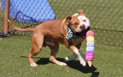 A young large-sized male Mixed Breed dog named Harley for adoption in Athens, GA