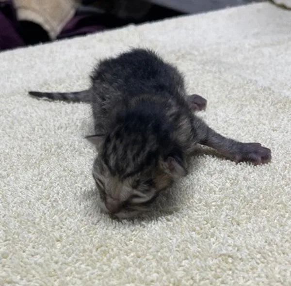 A baby small-sized male Domestic Short Hair cat named Ollie for adoption in Escondido, CA