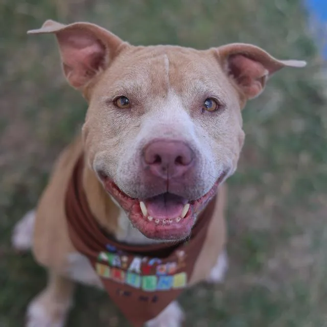 An adult medium-sized female Labrador Retriever dog named Bo Peep for adoption in San Antonio, TX