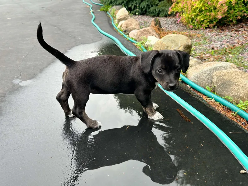 Lulu