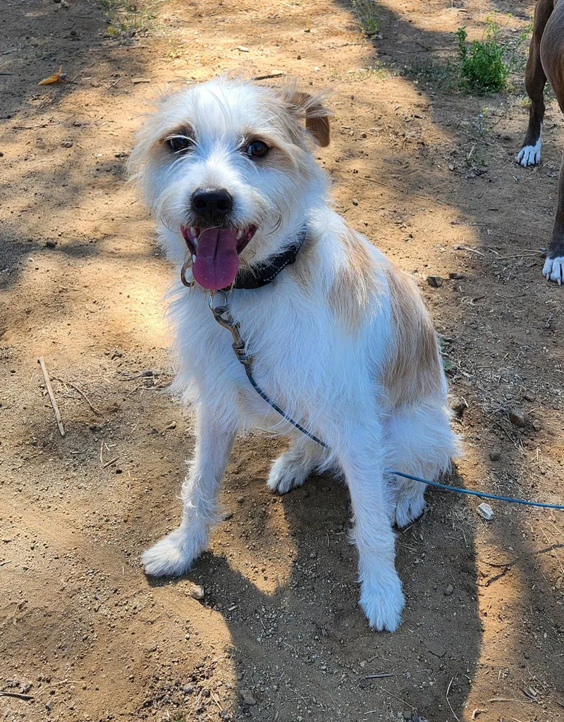 A young medium-sized male Wirehaired Pointing Griffon dog named Ringo for adoption in Orange, CA