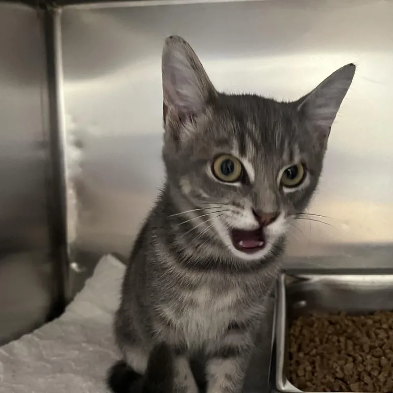 A baby small-sized female Gray / Blue / Silver Domestic Medium Hair cat named Lil Debbie for adoption in Madisonville, TN