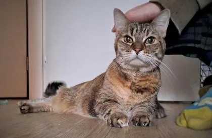 An adult large-sized female Domestic Short Hair cat named Farhaneh for adoption in Seattle, WA