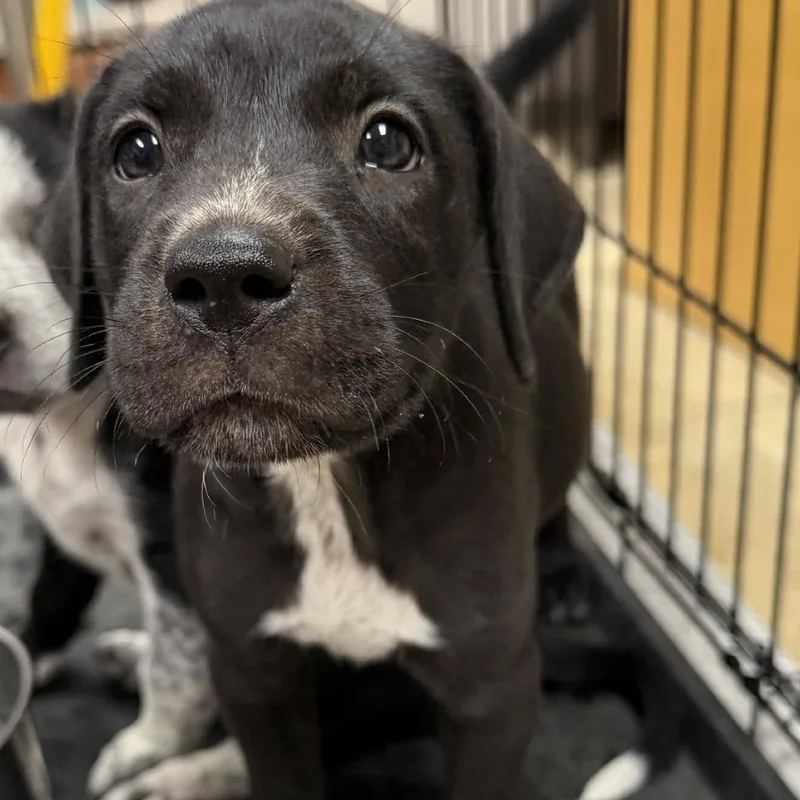 A baby small-sized female Black Labrador Retriever dog named Maple U for adoption in Tupelo, MS