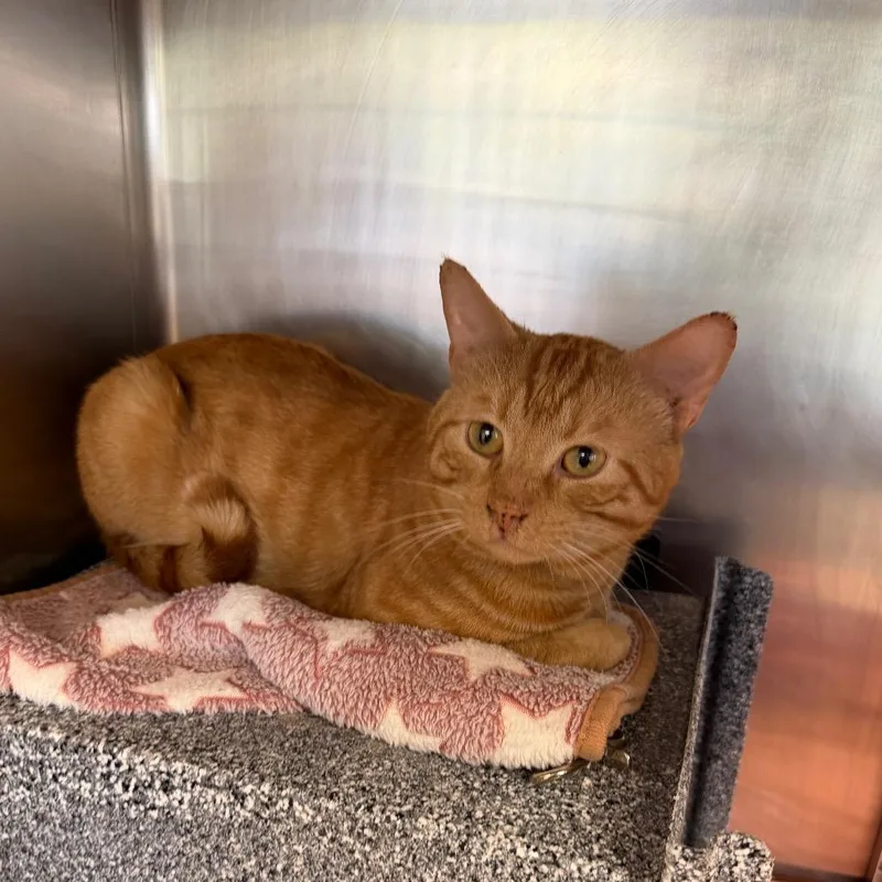 An adult large-sized male Orange / Red Domestic Short Hair cat named Hershey for adoption in Birdsboro, PA