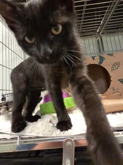 A baby small-sized male Domestic Short Hair cat named Goofy for adoption in Cumming, GA