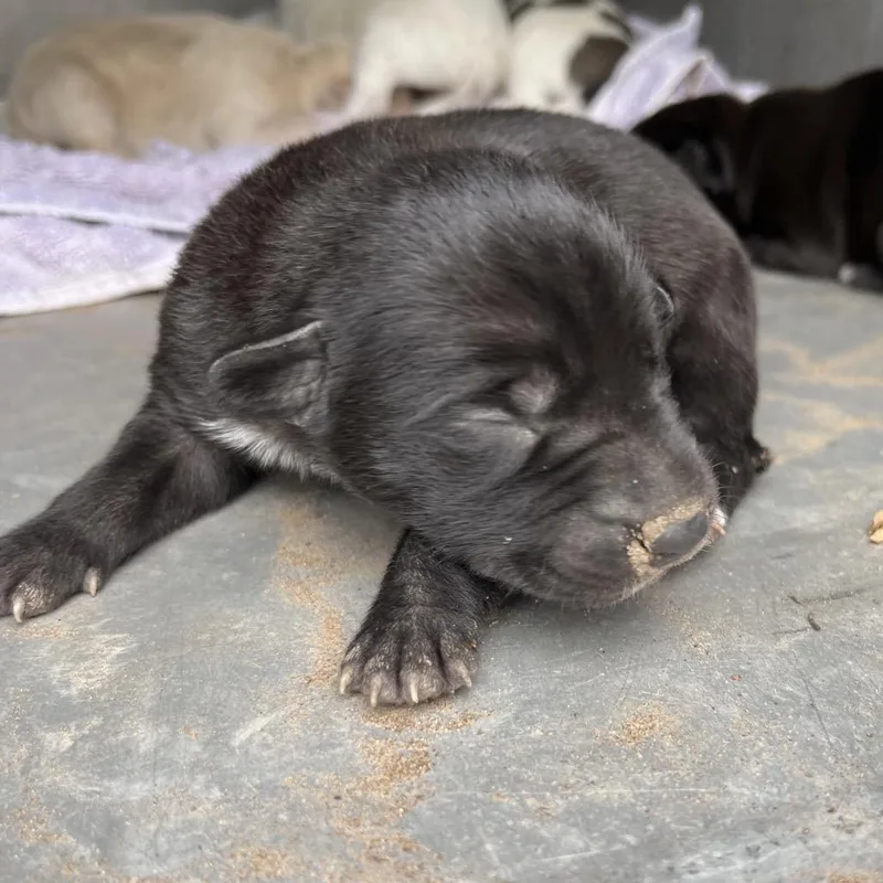 A baby small-sized female Black Terrier dog named Shereese for adoption in South Elgin, IL