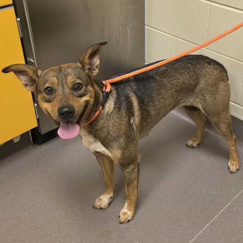 A young medium-sized female Sable Shepherd dog named Chipmunk for adoption in Norman, OK