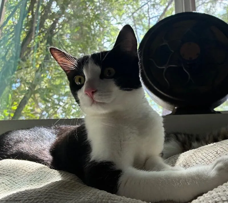A young small-sized female Black Tuxedo cat named Paulina  Granny Litter for adoption in Anthem, AZ