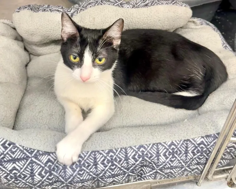 A baby large-sized male Domestic Short Hair cat named Pepper for adoption in Augusta, GA