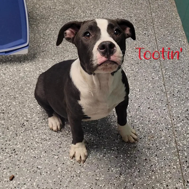 A young medium-sized male Pit Bull Terrier dog named Tootin' for adoption in Parkersburg, WV