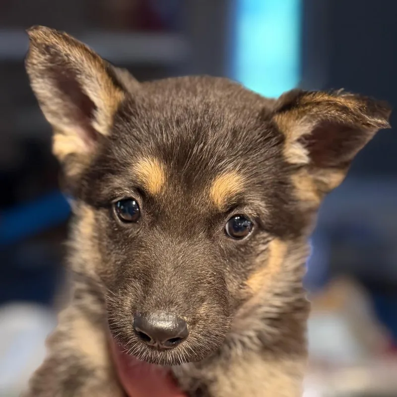 A baby small-sized female Black German Shepherd Dog dog named Heidi Purple for adoption in Greenfield, IN