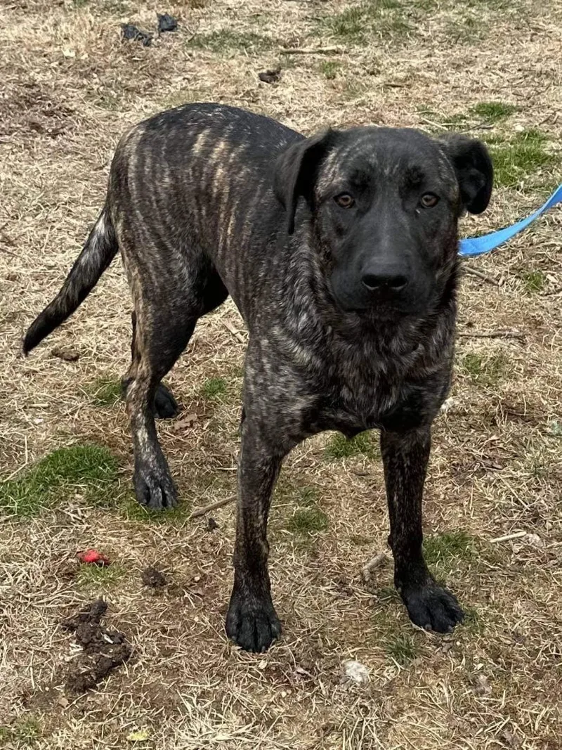 A young large-sized female Brindle German Shepherd Dog dog named Acera for adoption in Old Westbury, NY