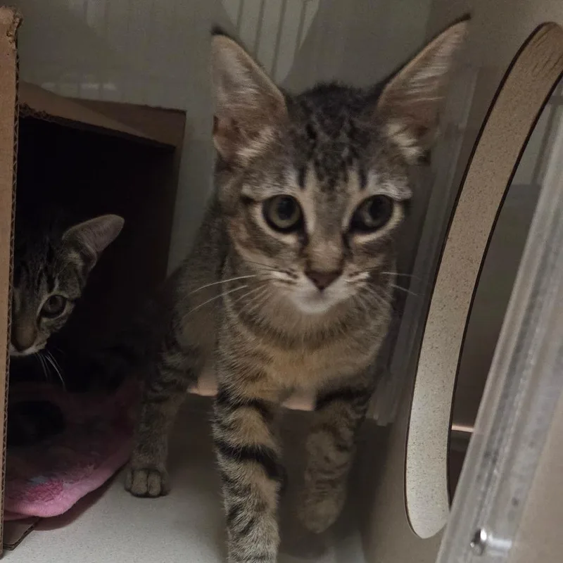 A baby small-sized male Brown / Chocolate Domestic Short Hair cat named Darwin for adoption in Ballston Spa, NY