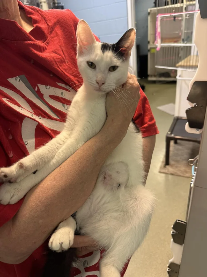 A young medium-sized female White Domestic Short Hair cat named Elsiemoo for adoption in Bloomfield, NJ