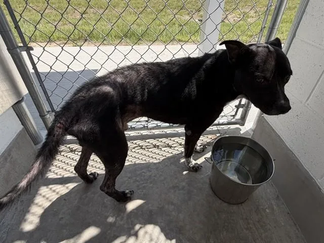An adult large-sized male Australian Cattle Dog / Blue Heeler dog named A for adoption in Ocala, FL
