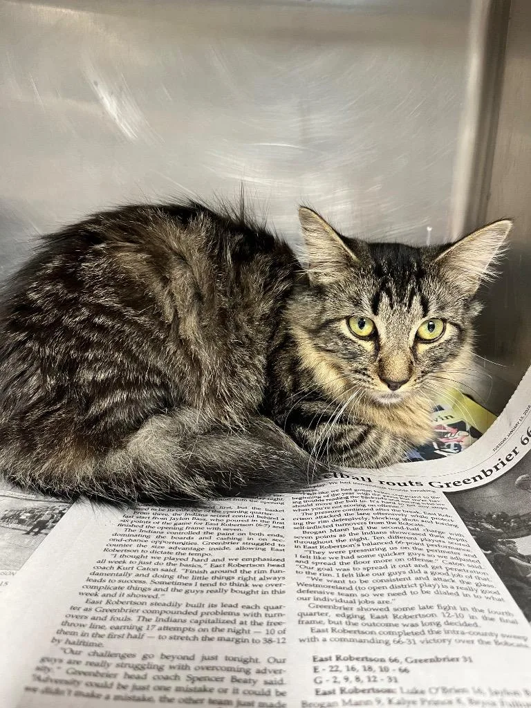 A baby large-sized female Domestic Medium Hair cat named Pipsqueak for adoption in Hopkinsville, KY