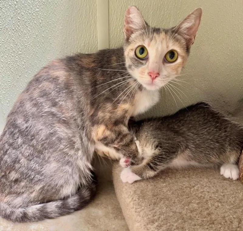 A young medium-sized female Domestic Short Hair cat named Katarina for adoption in Cambria, CA