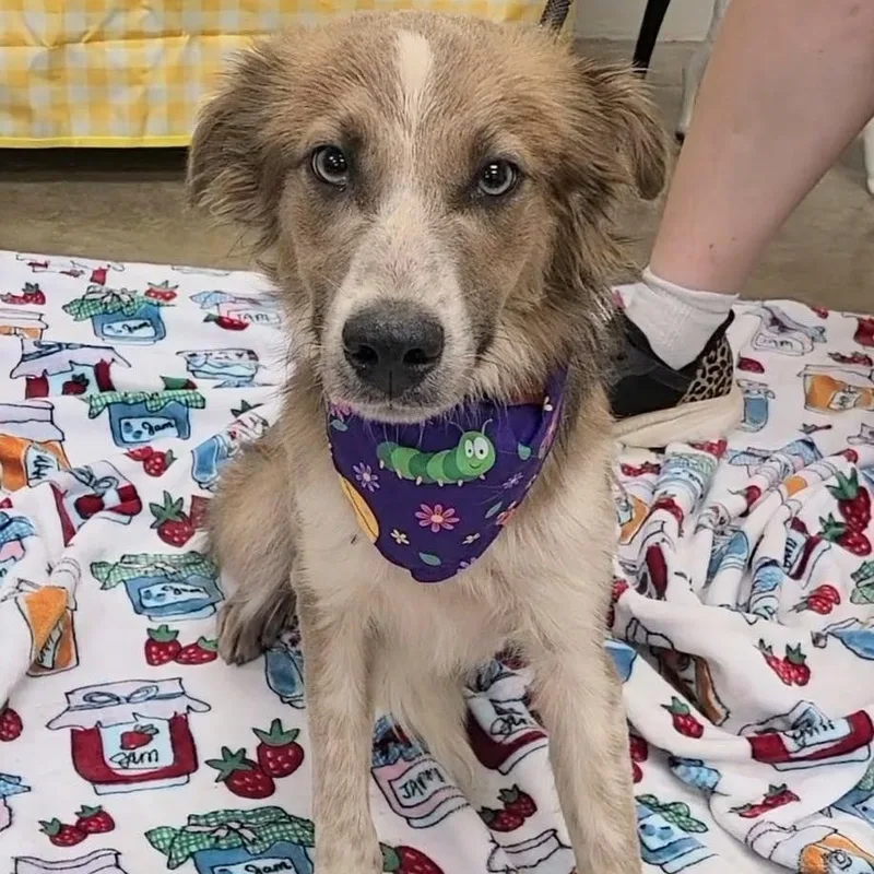 A young medium-sized male Australian Shepherd dog named Dustin for adoption in Woolwich, ME