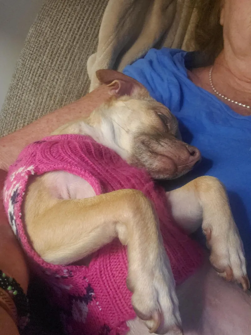 An adult small-sized female Apricot / Beige Chihuahua dog named Tiny for adoption in North Chesterfield, VA