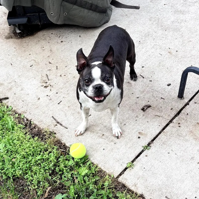 A senior small-sized female Boston Terrier dog named Fiona for adoption in Crystal, MN