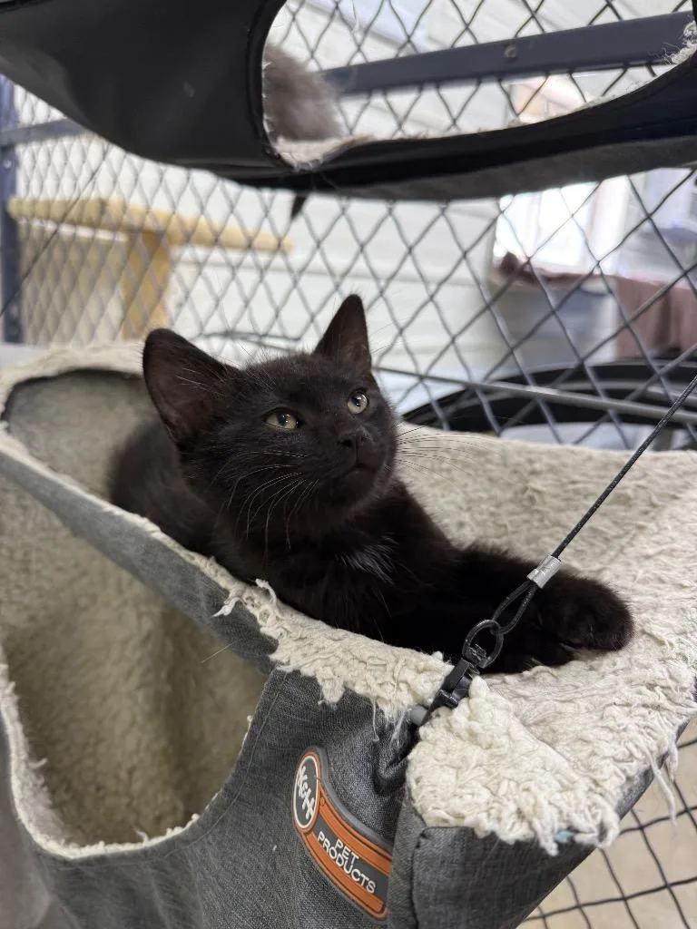 A baby small-sized male Domestic Short Hair cat named Tippy for adoption in Lagrange, IN