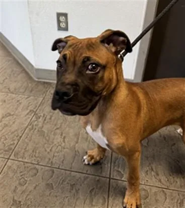 A baby large-sized male Presa Canario dog named Enzo for adoption in Los Angeles, CA