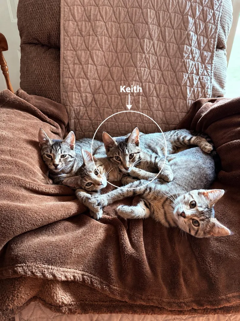 A baby small-sized male Tabby (Gray / Blue / Silver) Domestic Short Hair cat named Keith for adoption in Smicksburg, pa 16256, PA