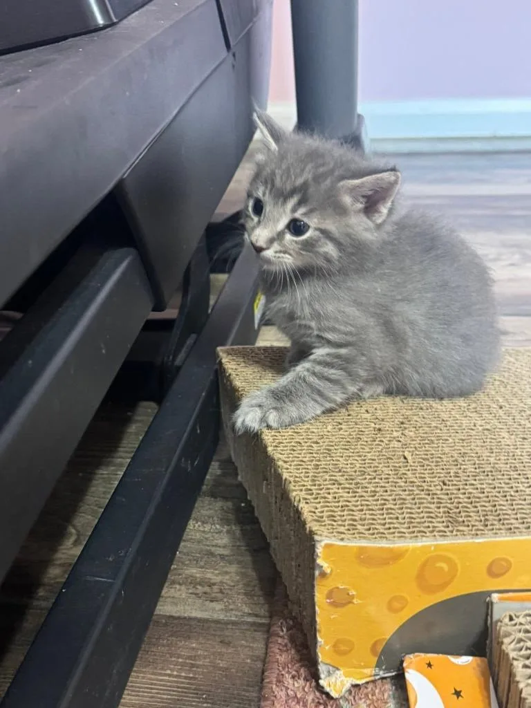 A baby medium-sized male Domestic Medium Hair cat named Blueberry for adoption in Libertyville, IL