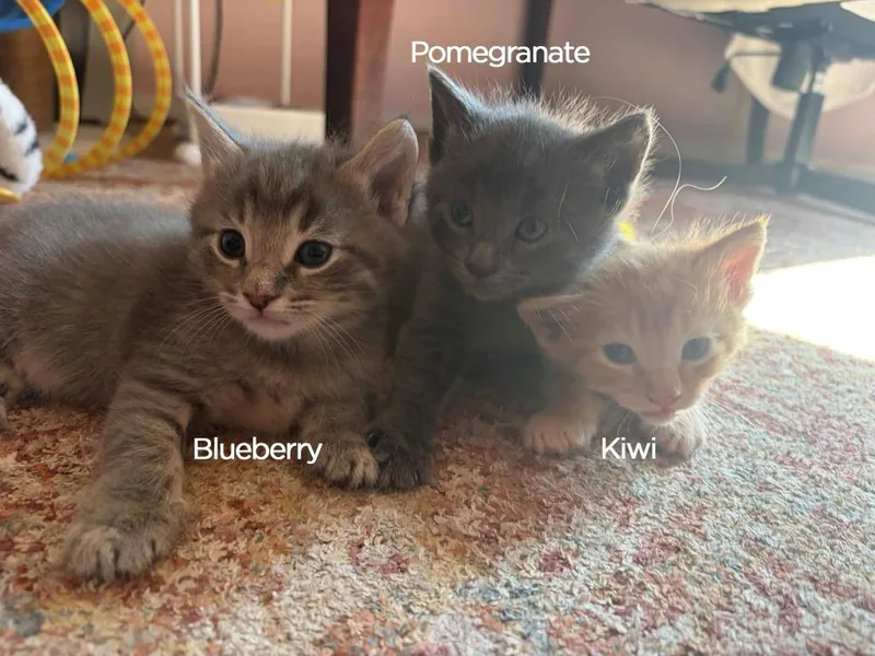 Blueberry thumbnail 2