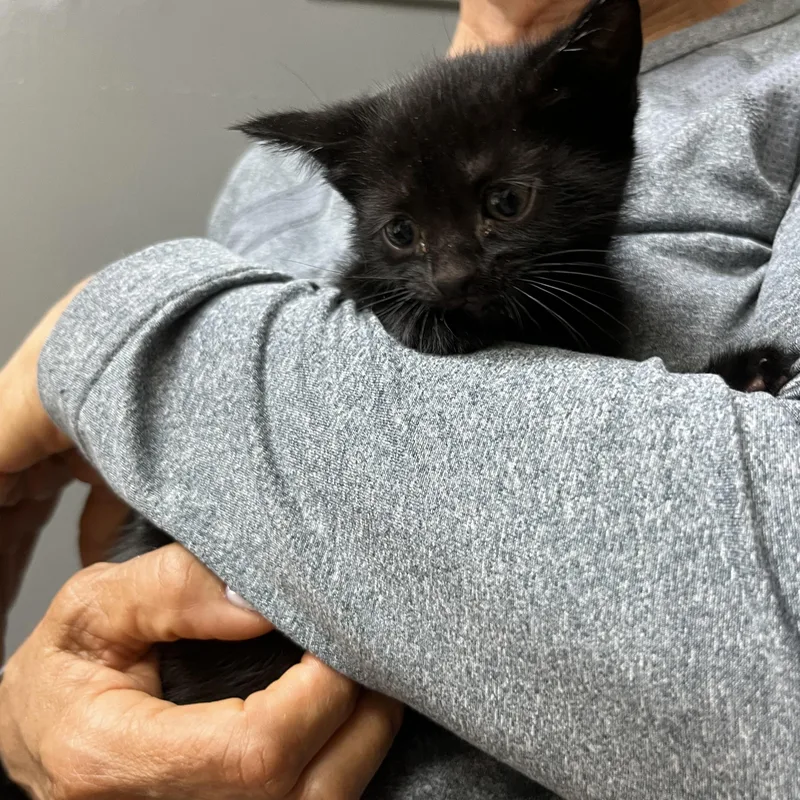 Baby Bella
