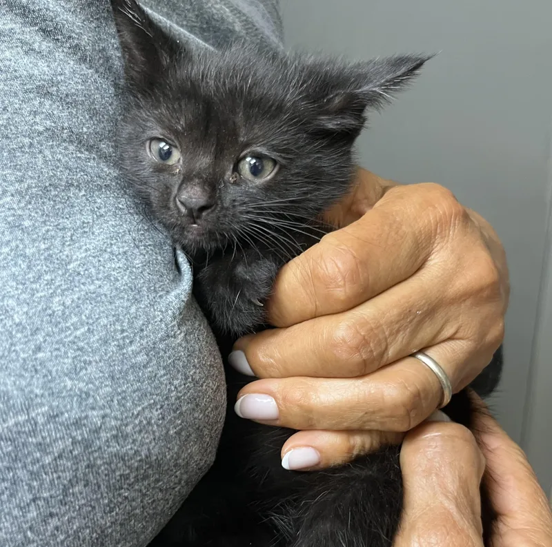 Baby Bella thumbnail 2