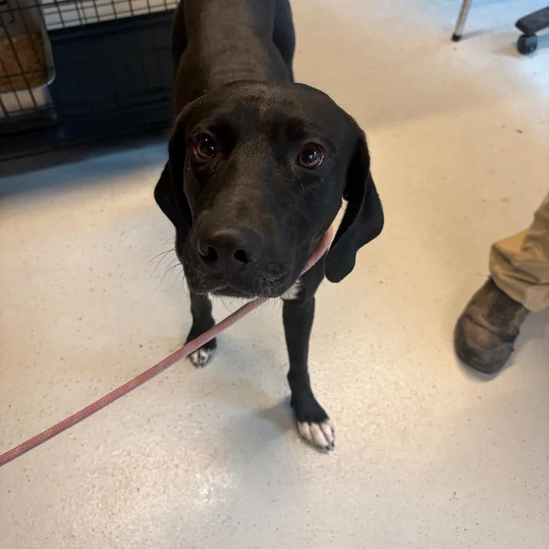 An adult large-sized male Black Mixed Breed dog named Barrett for adoption in Huntington, WV