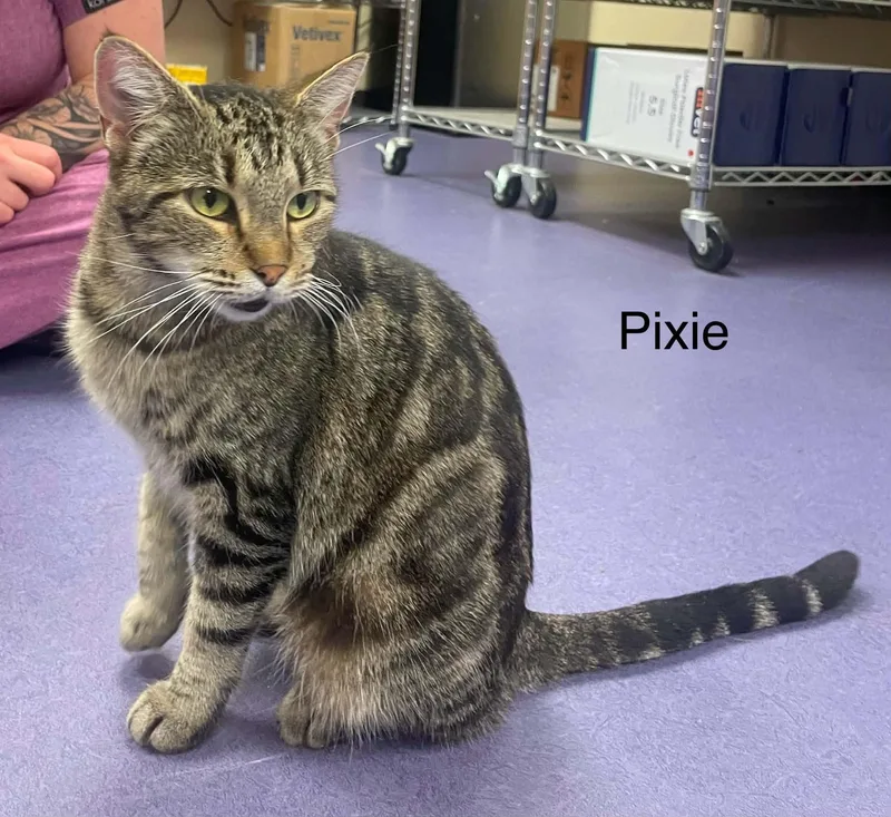 A young medium-sized female Tabby (Brown / Chocolate) Tabby cat named Pixie for adoption in Wyandotte, MI