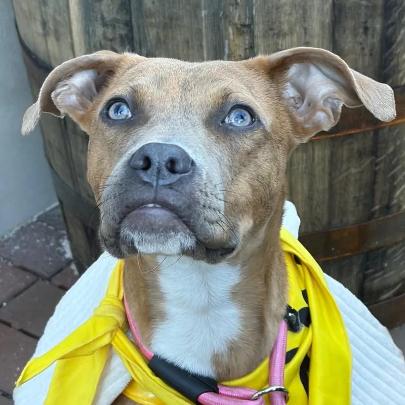 A young medium-sized female Brown / Chocolate Boxer dog named Gypsy for adoption in Melbourne, KY
