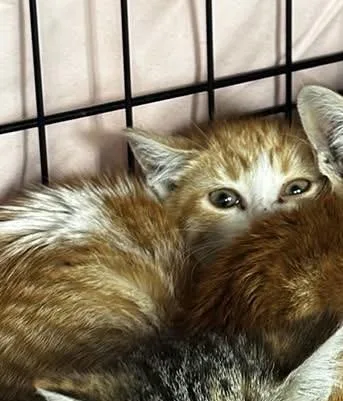 A baby medium-sized female Orange & White Domestic Short Hair cat named Mojito for adoption in Hudson, NY