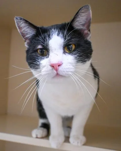 An adult large-sized male Domestic Short Hair cat named Anchorage for adoption in Chamblee, GA