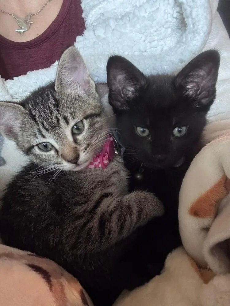 A baby medium-sized female Gray / Blue / Silver Tabby cat named Jelly for adoption in Richardson, TX