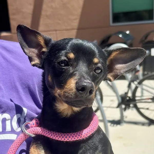 A young small-sized male Chihuahua dog named Gecko for adoption in Walnut Creek, CA
