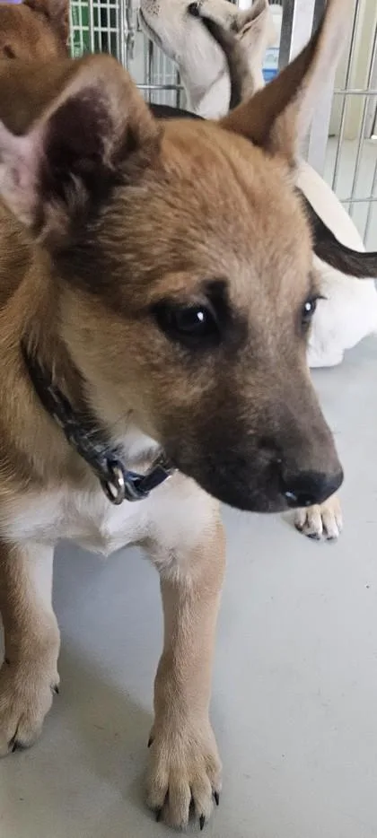 A young medium-sized male Shepherd dog named Franklin for adoption in Edgewood, NM
