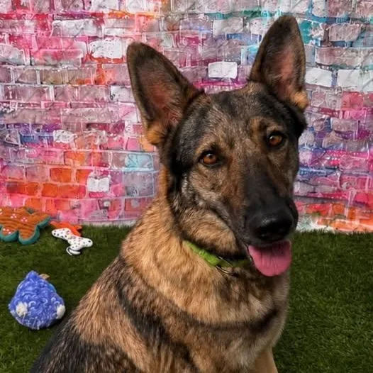 Cabela