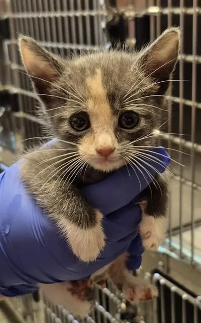 A baby small-sized female Domestic Short Hair cat named Momo for adoption in Lodi, CA